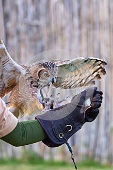 A Pharaoh eagle-owl Bubo ascalaphus flying to a trainer`s glove up close in United Arab Emirates