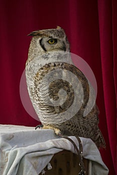The Pharaoh eagle-owl Bubo ascalaphus.