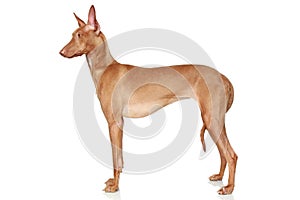 Pharaoh Hound