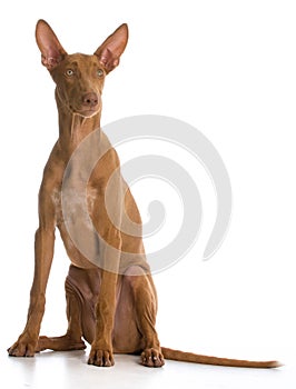 Pharaoh hound