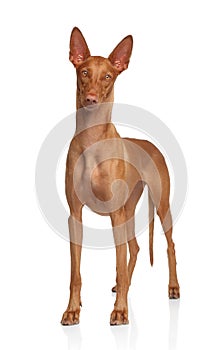 Pharaoh Hound