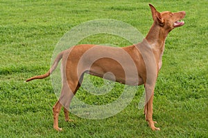 Pharaoh Hound