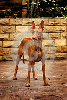 Pharaoh hound