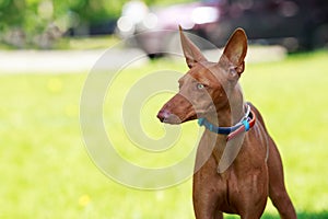 The Pharaoh Hound