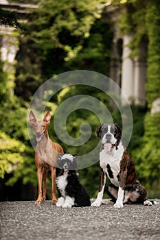 Pharaoh hound, Chinese crested, boxer three dog stay on stairs in nature on sunshine