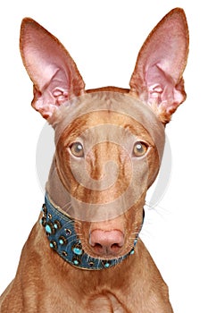 Pharaoh hound close-up portrait