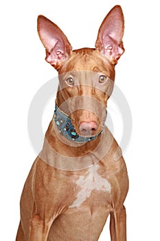 Pharaoh hound in collar on a white background