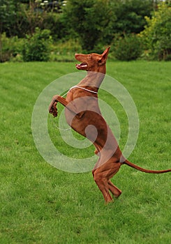 Pharaoh hound Dancing on a green grass