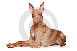 Pharaoh hound dog