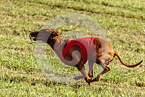 Pharaoh Hound dog running in red jacket on coursing field