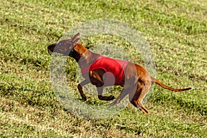 Pharaoh Hound dog running in red jacket on coursing field