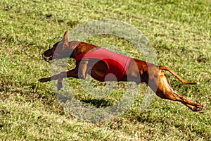 Pharaoh Hound dog running in red jacket on coursing field