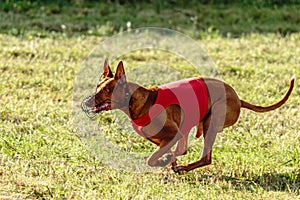 Pharaoh Hound dog running in red jacket on coursing field