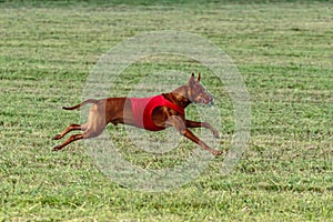 Pharaoh Hound dog running in red jacket on coursing field