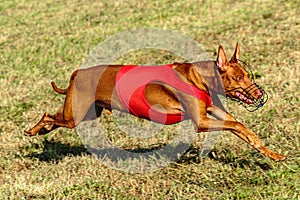 Pharaoh Hound dog running in red jacket on coursing field