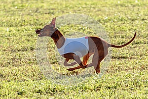 Pharaoh Hound dog running in white jacket on coursing field