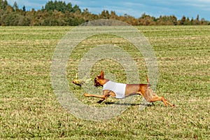 Pharaoh Hound dog running in white jacket on coursing field