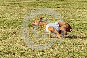 Pharaoh Hound dog running in white jacket on coursing field