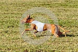 Pharaoh Hound dog running in white jacket on coursing field