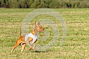 Pharaoh Hound dog running in white jacket on coursing field