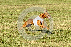 Pharaoh Hound dog running in white jacket on coursing field