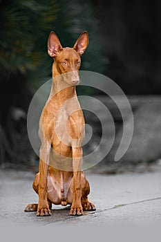 Pharaoh hound dog sit . ground and green on background