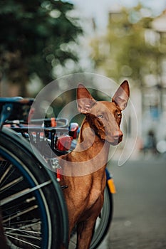 Pharaoh hound dog sit .old town and bicycle on background