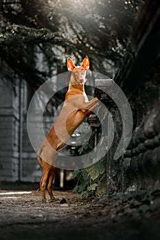 Pharaoh hound dog stay on railing . park and green on background