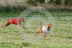 Pharaoh Hound dogs running in red and white jacket on field