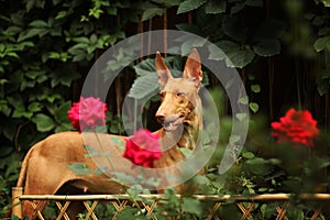 Pharaoh hound among the flowers