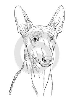 Pharaoh Hound hand drawing dog vector isolated illustration