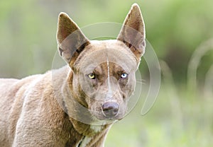 Pharaoh Hound Husky mix dog with one blue eye
