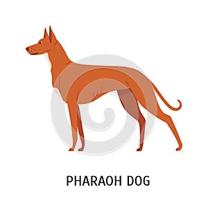 Pharaoh Hound. Lovely cute hunting dog or sighthound with short haired coat isolated on white background. Gorgeous
