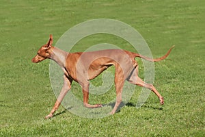 Pharaoh hound pacing