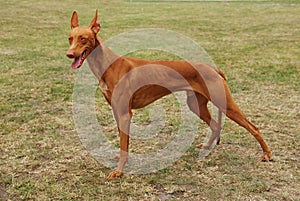 Pharaoh hound / Pharaoh dog