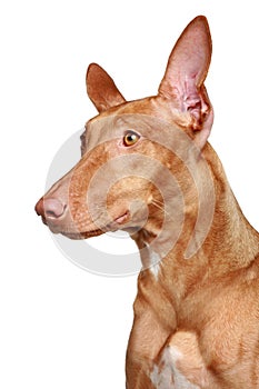 Pharaoh hound portrait