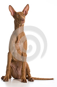 Pharaoh hound