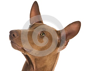 Pharaoh hound