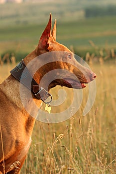 Pharaoh hound in profile