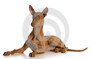 Pharaoh hound puppy