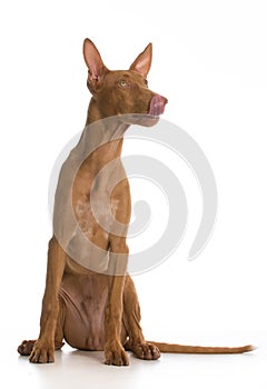 Pharaoh hound puppy