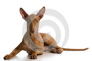 Pharaoh hound puppy