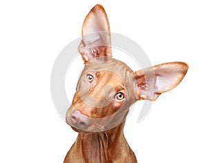 Pharaoh hound puppy. Close-up portrait