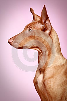 Pharaoh hound puppy on pink background