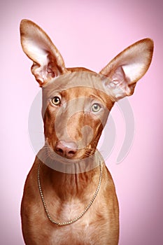 Pharaoh hound puppy on a pink background
