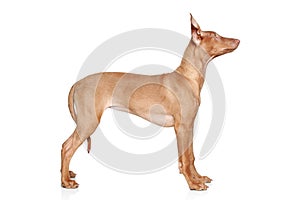 Pharaoh hound puppy in rack