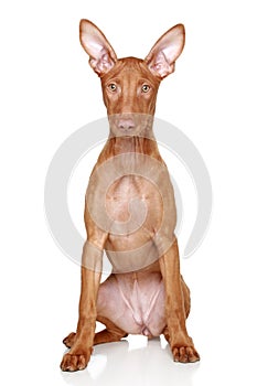 Pharaoh hound puppy on a white background