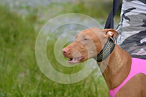 Pharaoh Hound ready to run.