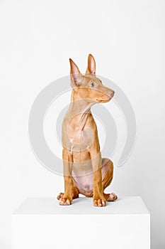 Pharaoh hound red dog puppy. Close-up portrait on a white background