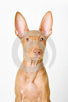 Pharaoh hound red dog puppy. Close-up portrait on a white background